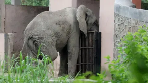 Isolated Existence and Demise of India’s Capital’s Lone Elephant from Africa